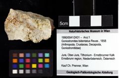 Foto (Objket + Etiketten) von Goniodromites bidentatus (Reuss, 1858) 